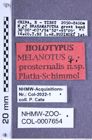 Etiketten zu Melanotus prosternalis (NHMW-ZOO-COL-0007654)